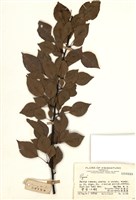 藏品(梨屬)的圖片